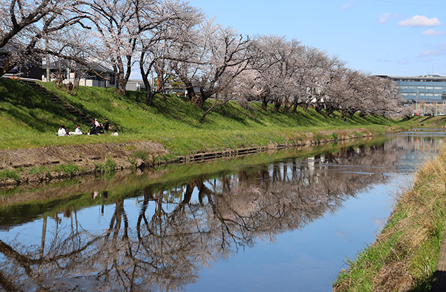 新境川・市民公園の桜の写真