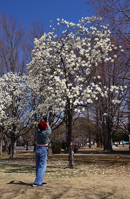 新境川・市民公園の桜の写真