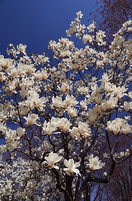 新境川・市民公園の桜の写真