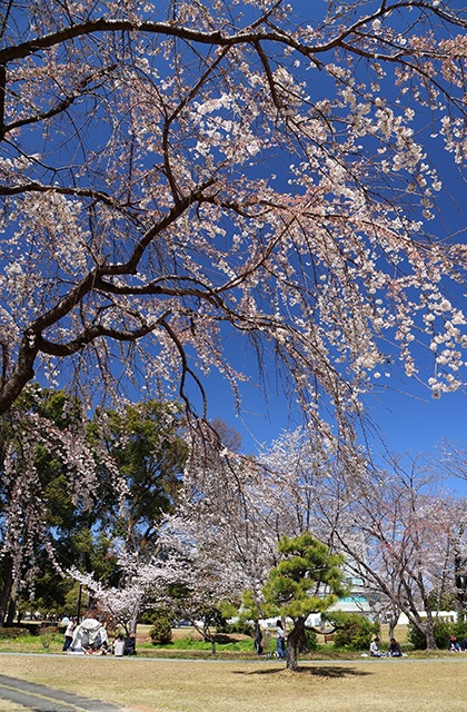 新境川・市民公園の桜の写真