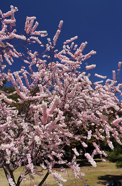 新境川・市民公園の桜の写真