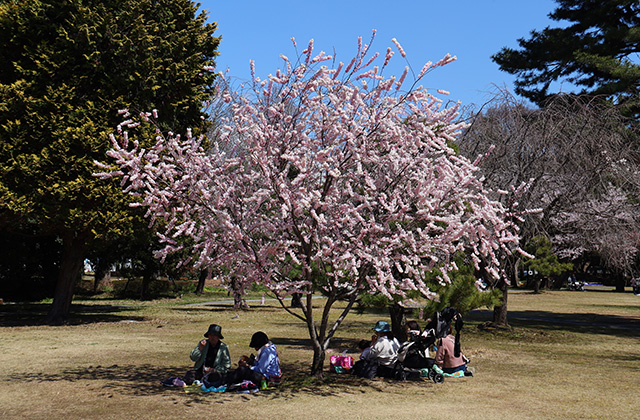 新境川・市民公園の桜の写真