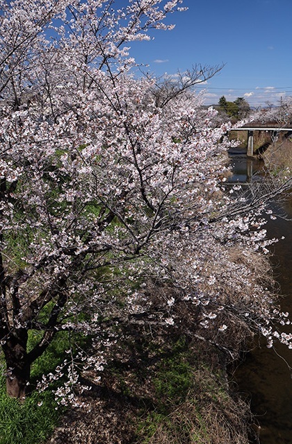 新境川・市民公園の桜の写真