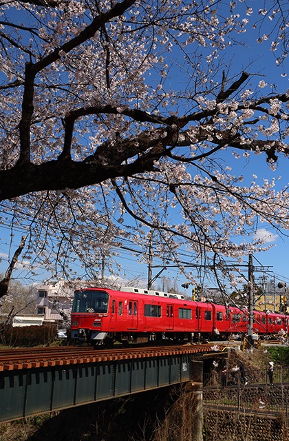 新境川・市民公園の桜の写真