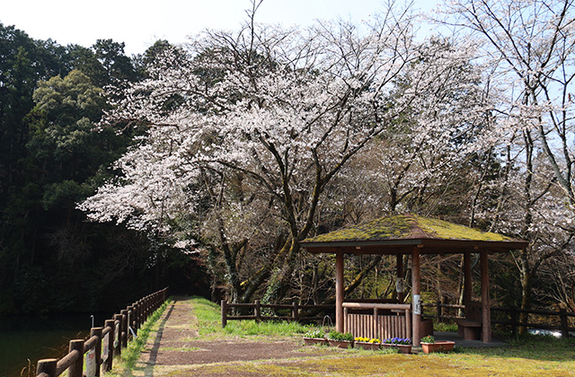 シデコブシの丘の写真