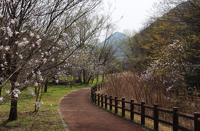 シデコブシの丘の写真
