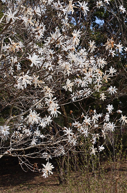 シデコブシの丘の写真