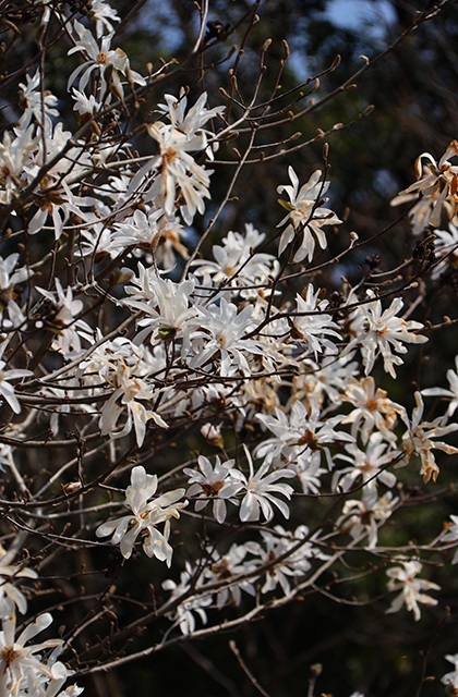 シデコブシの丘の写真