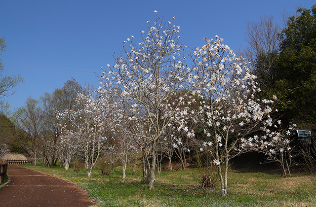 シデコブシの丘の写真