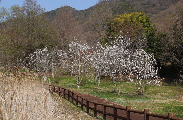 シデコブシの丘の写真