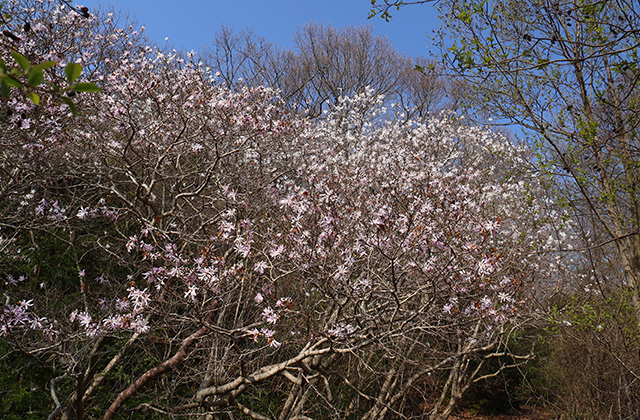 シデコブシの丘の写真