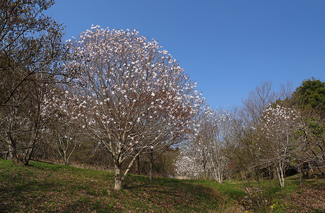 シデコブシの丘の写真