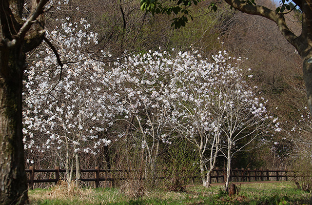 シデコブシの丘の写真
