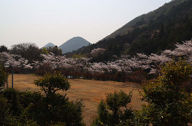 シデコブシの丘の写真
