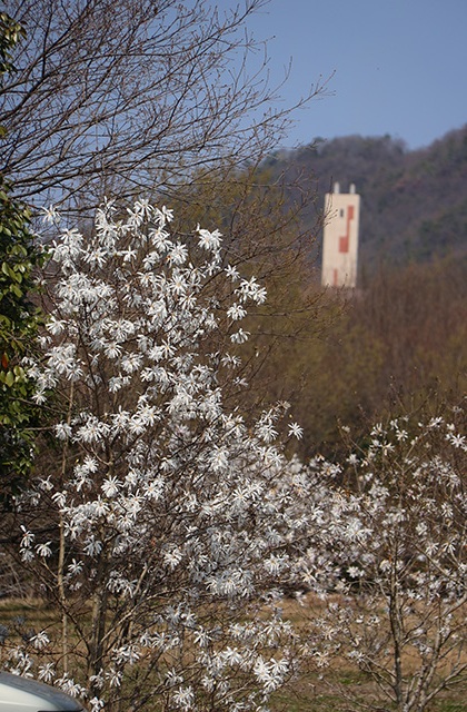 シデコブシの丘の写真