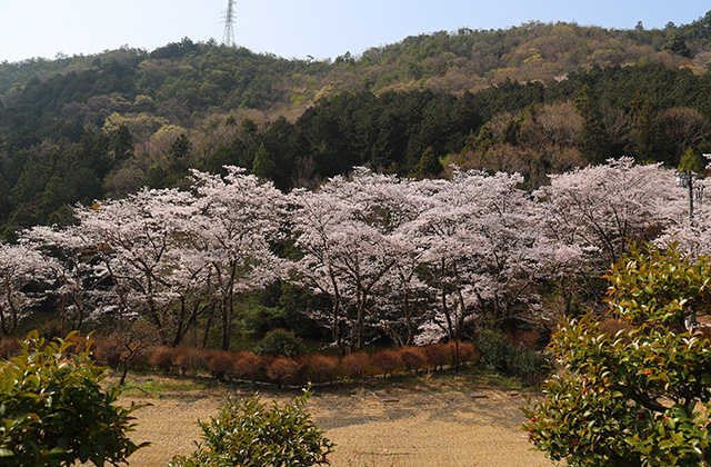 シデコブシの丘の写真
