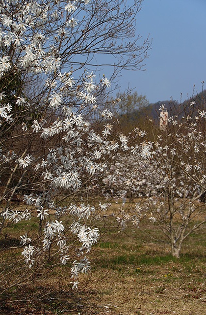 シデコブシの丘の写真