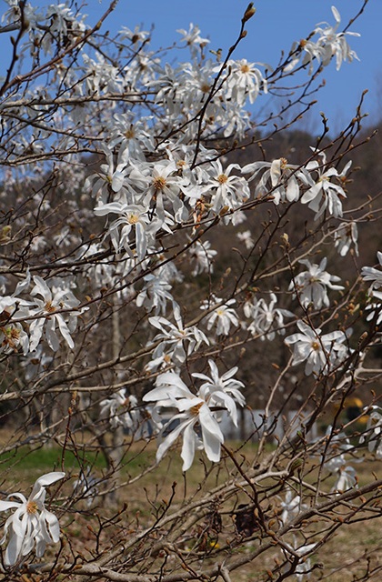 シデコブシの丘の写真