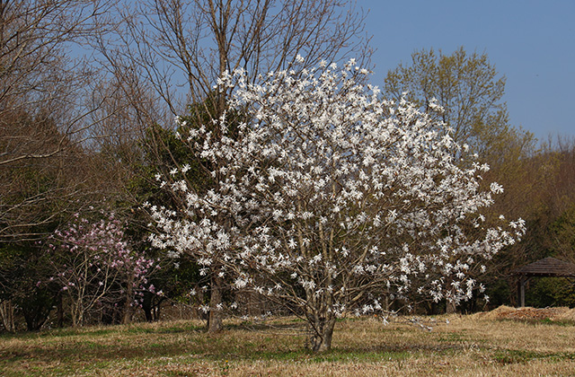シデコブシの丘の写真