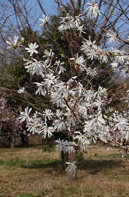 シデコブシの丘の写真