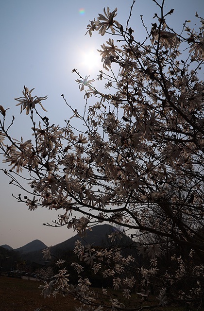シデコブシの丘の写真