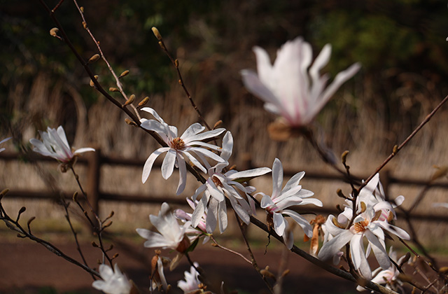シデコブシの丘の写真