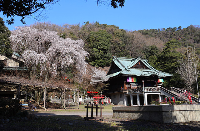 貞照寺・苧ヶ瀬池・炉畑遺跡・自然遺産の森の桜の写真