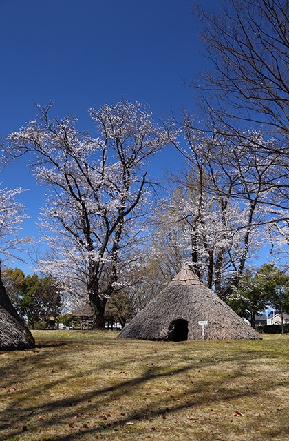 貞照寺・苧ヶ瀬池・炉畑遺跡・自然遺産の森の桜の写真