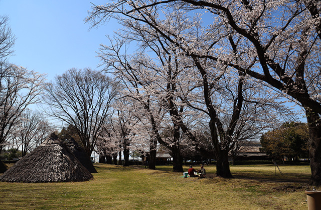 貞照寺・苧ヶ瀬池・炉畑遺跡・自然遺産の森の桜の写真