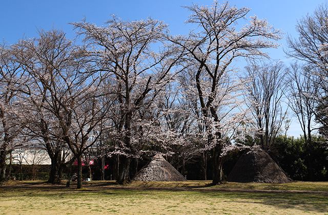 貞照寺・苧ヶ瀬池・炉畑遺跡・自然遺産の森の桜の写真