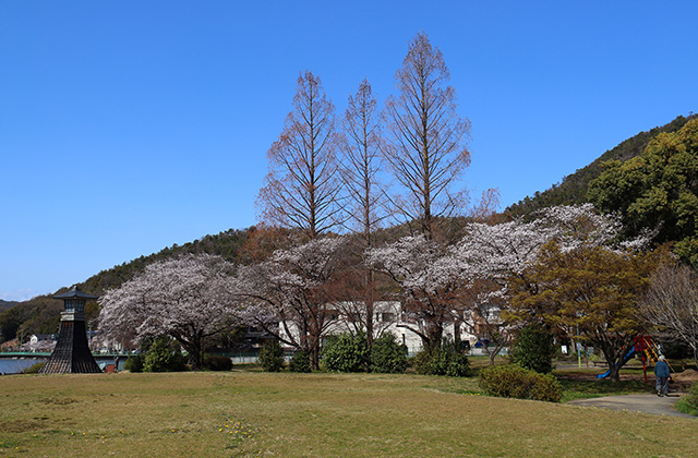 貞照寺・苧ヶ瀬池・炉畑遺跡・自然遺産の森の桜の写真