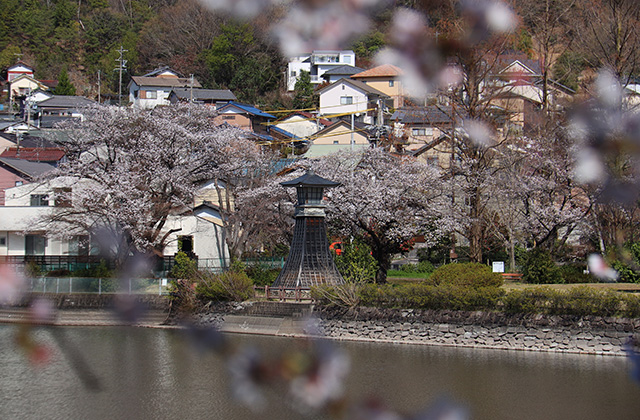 貞照寺・苧ヶ瀬池・炉畑遺跡・自然遺産の森の桜の写真