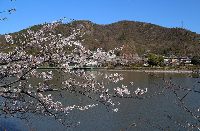 貞照寺・苧ヶ瀬池・炉畑遺跡・自然遺産の森の桜の写真