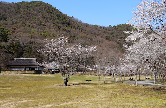 貞照寺・苧ヶ瀬池・炉畑遺跡・自然遺産の森の桜の写真