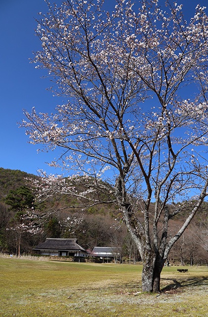 貞照寺・苧ヶ瀬池・炉畑遺跡・自然遺産の森の桜の写真
