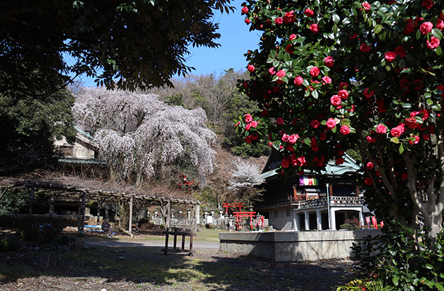 貞照寺・苧ヶ瀬池・炉畑遺跡・自然遺産の森の桜の写真