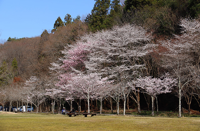 貞照寺・苧ヶ瀬池・炉畑遺跡・自然遺産の森の桜の写真