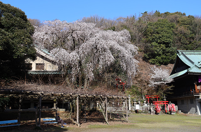 貞照寺・苧ヶ瀬池・炉畑遺跡・自然遺産の森の桜の写真