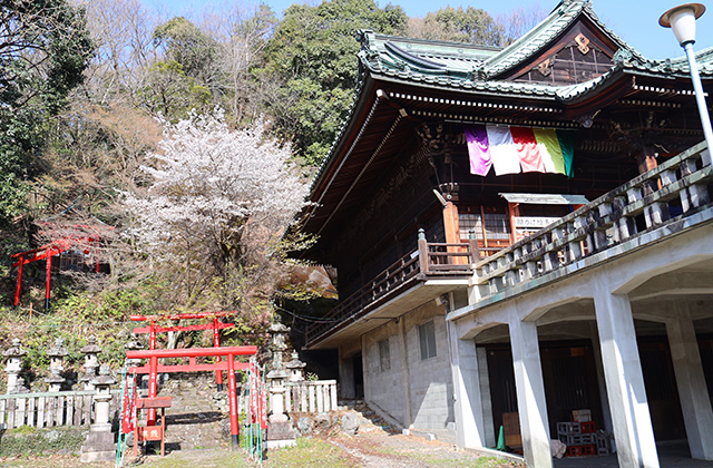 貞照寺・苧ヶ瀬池・炉畑遺跡・自然遺産の森の桜の写真