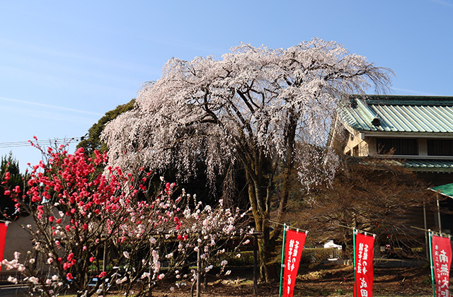 貞照寺・苧ヶ瀬池・炉畑遺跡・自然遺産の森の桜の写真