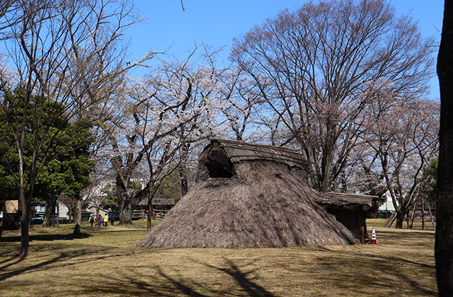 貞照寺・苧ヶ瀬池・炉畑遺跡・自然遺産の森の桜の写真