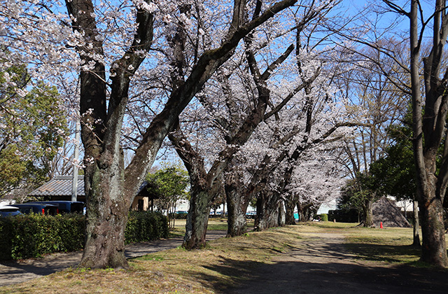 貞照寺・苧ヶ瀬池・炉畑遺跡・自然遺産の森の桜の写真