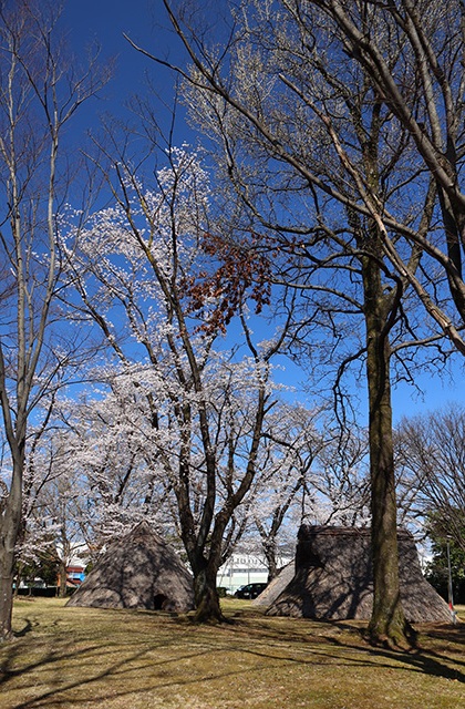 貞照寺・苧ヶ瀬池・炉畑遺跡・自然遺産の森の桜の写真