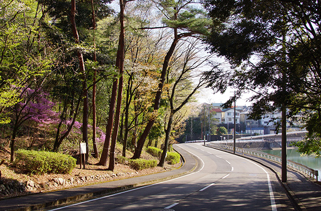 春の合戸池を巡るの写真