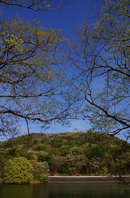 春の合戸池を巡るの写真