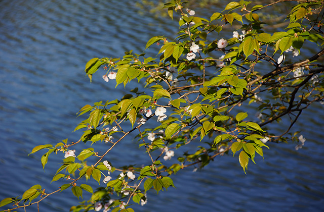 春の合戸池を巡るの写真