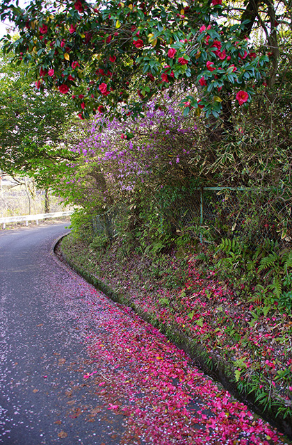 春の合戸池を巡るの写真