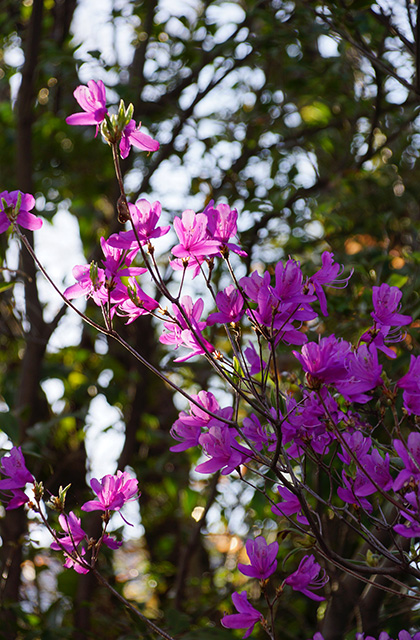 春の合戸池を巡るの写真