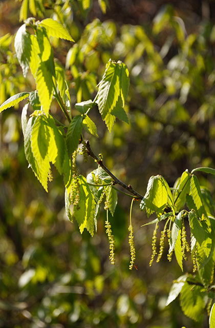春の合戸池を巡るの写真