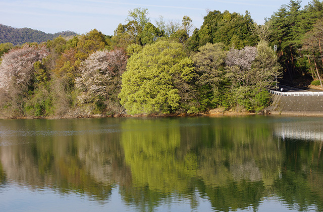 春の合戸池を巡るの写真